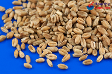 Wheat Grain, Organic 500g (Infinity Foods)