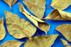 TRS Curry Leaves, Dried 20g