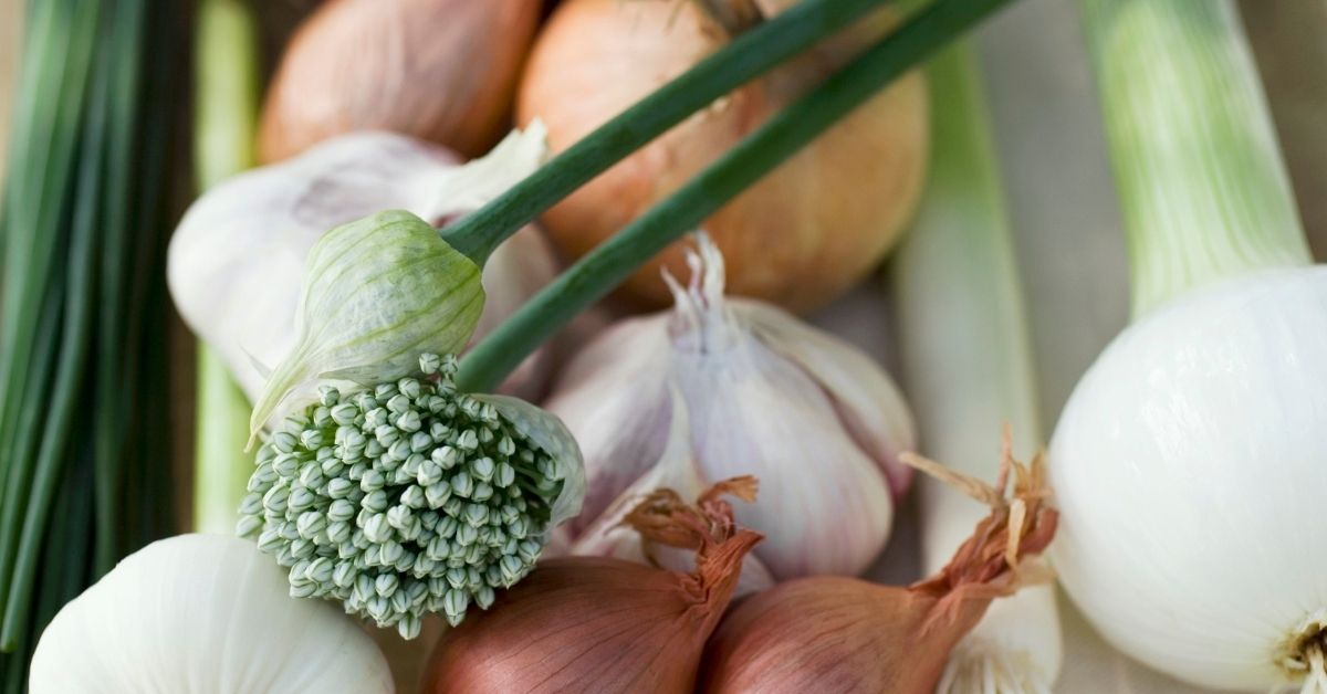 The alliums - garlic, onion and chives