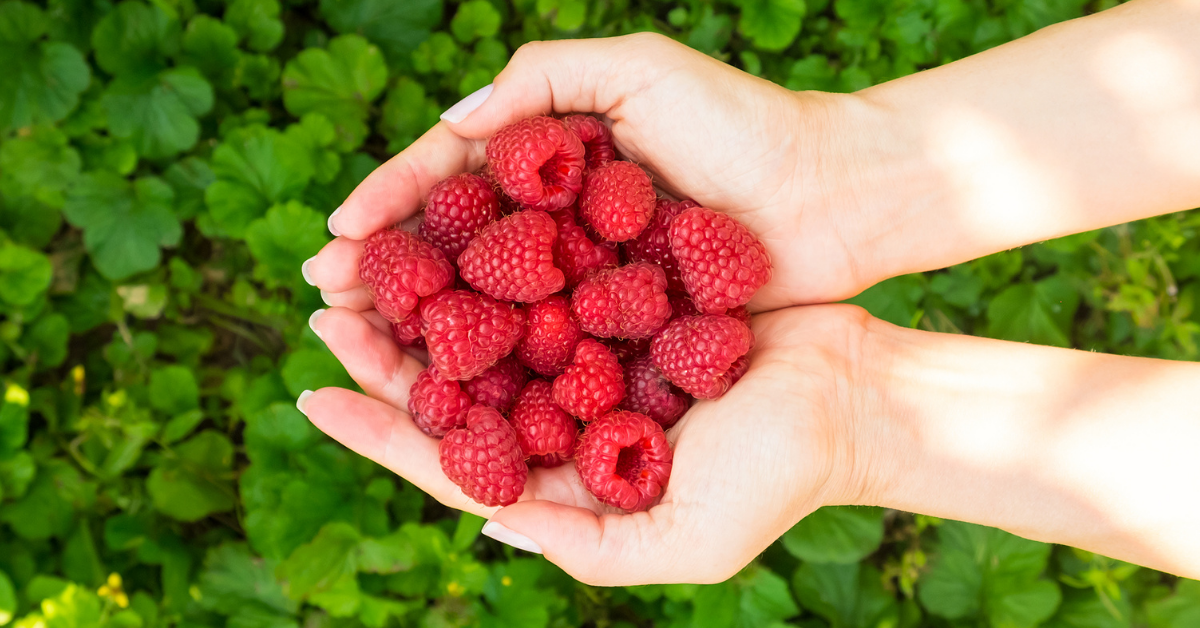 Raspberries