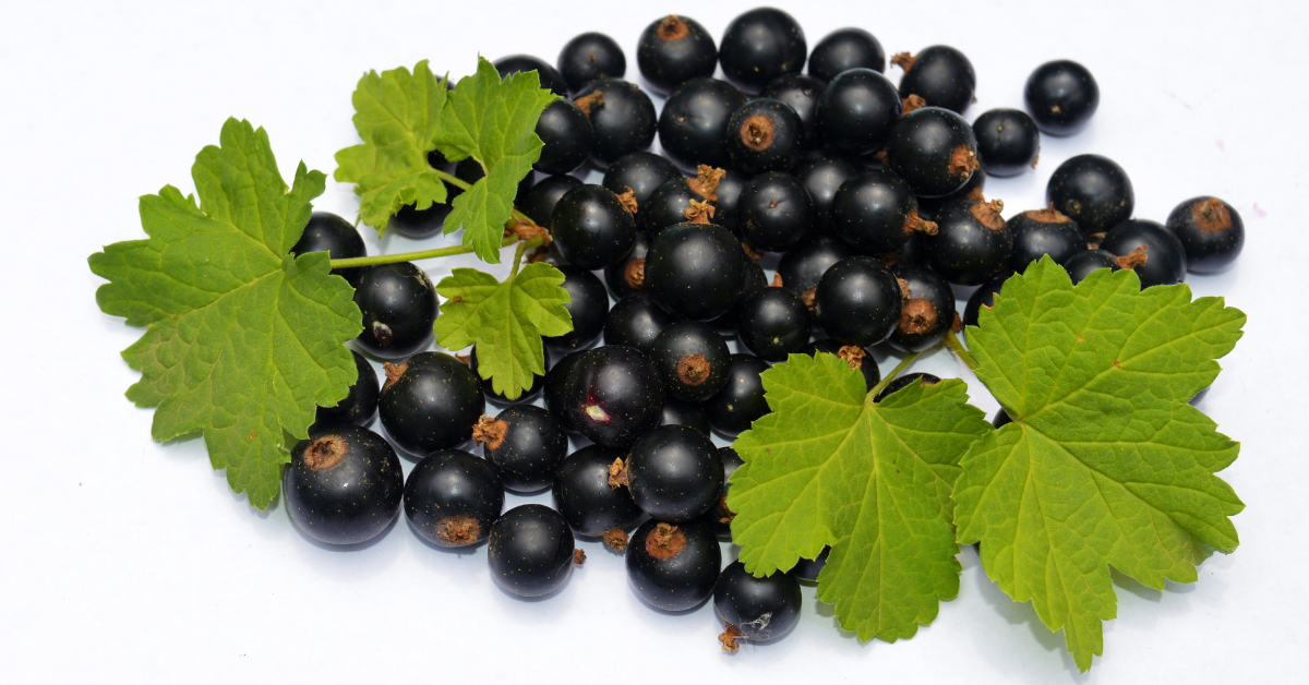 Blackcurrants