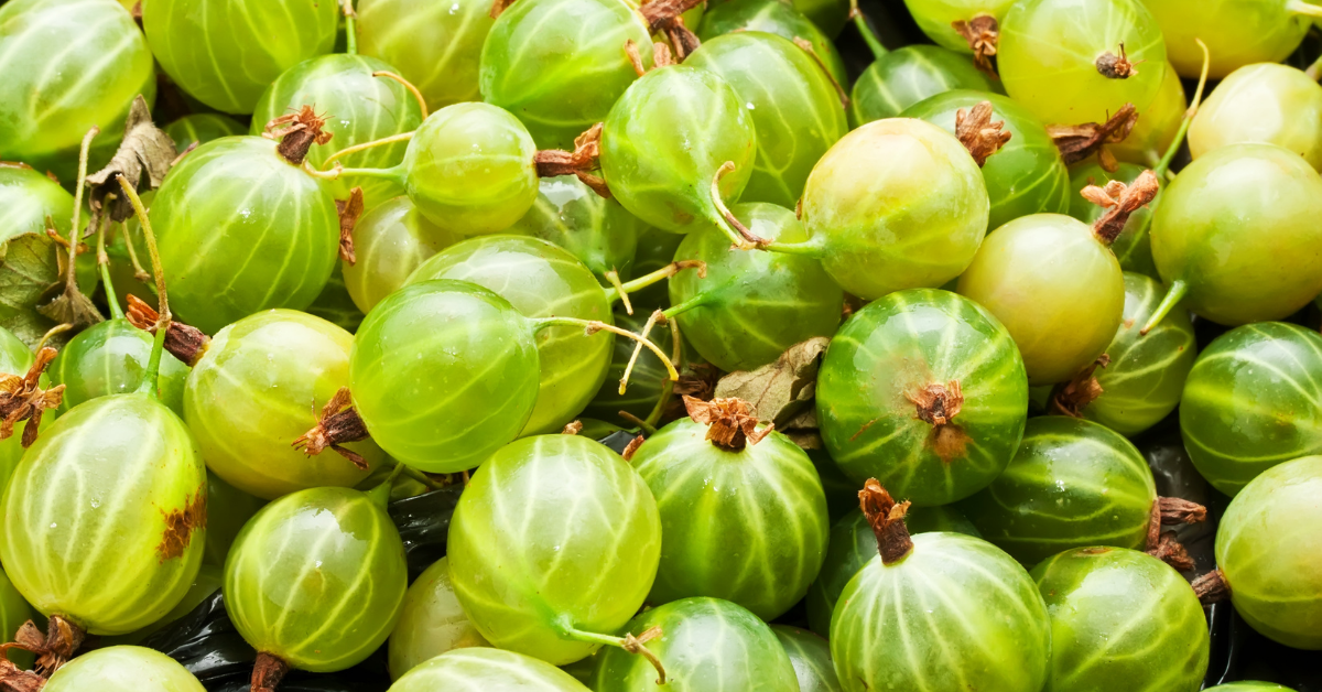 Gooseberries