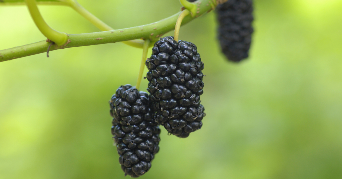 Mulberries