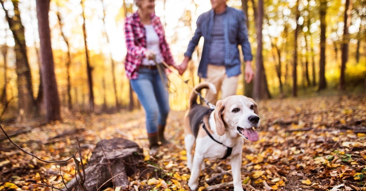 Spend time with your pets!