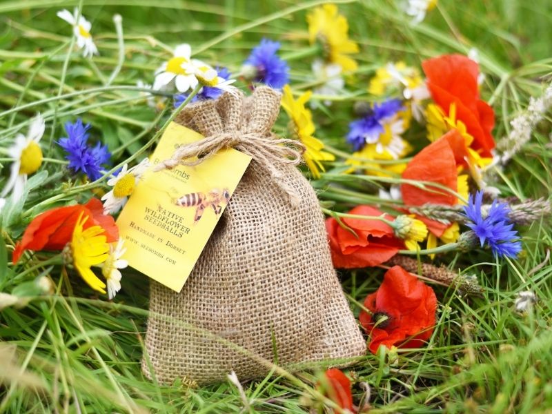 Native Wildflower Beebombs (Beebombs)