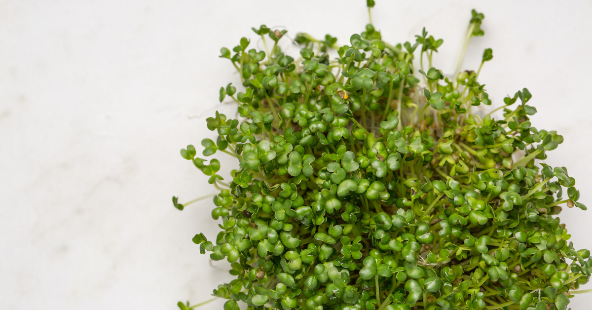 STEP-BY-STEP GUIDE TO SPROUTING