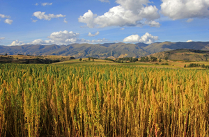 What is quinoa?