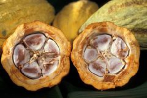 Cacao is rich in magnesium