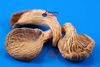 Tropical Wholefoods Oyster Mushrooms 25g