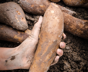 An introduction to Yacon Root