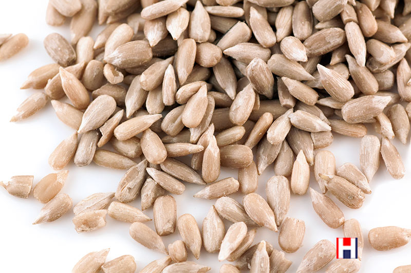 Which seeds have the most protein?