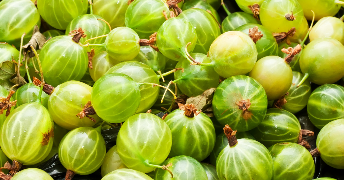 Gooseberries