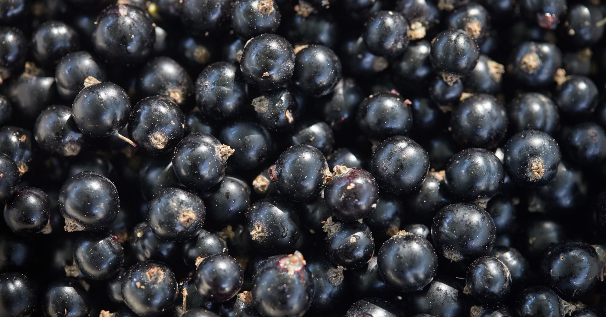 Blackcurrants