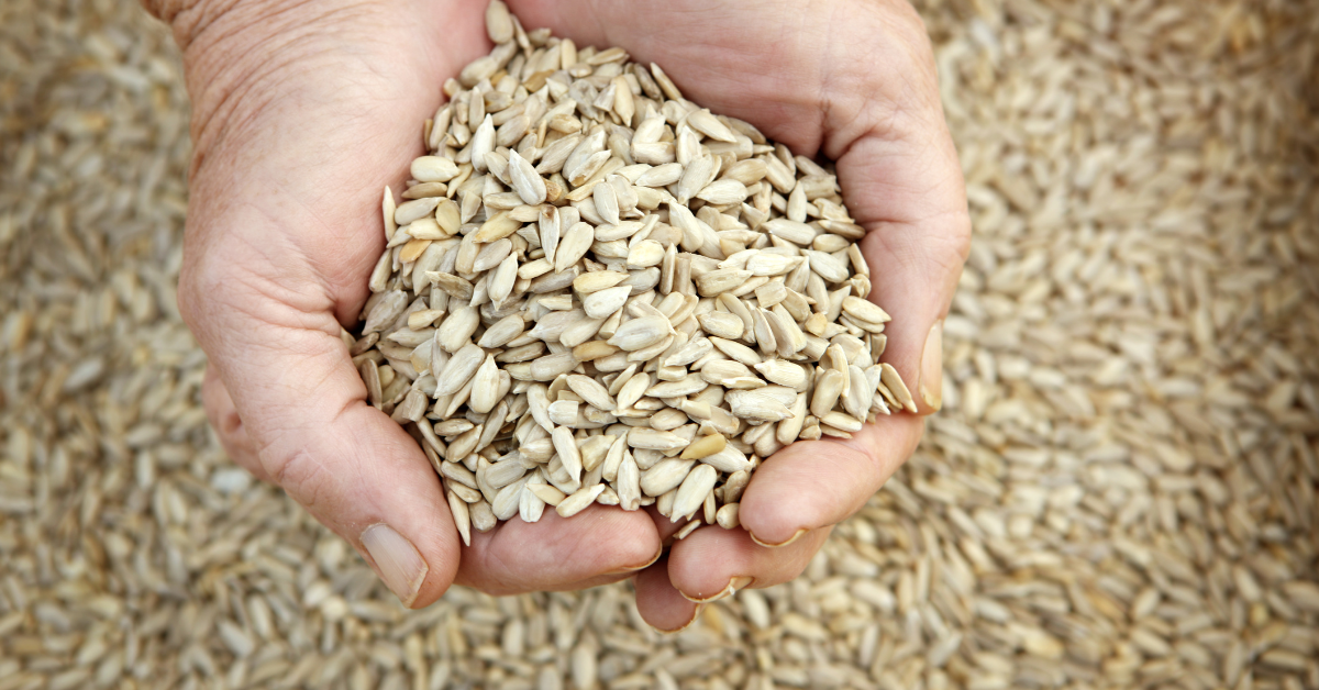 The Health Benefits of Sunflower Seeds
