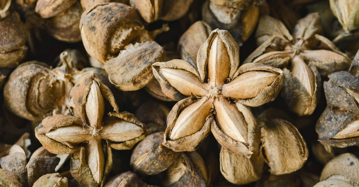 Sacha Inchi: The Nut that’s Nuts for Your Health!