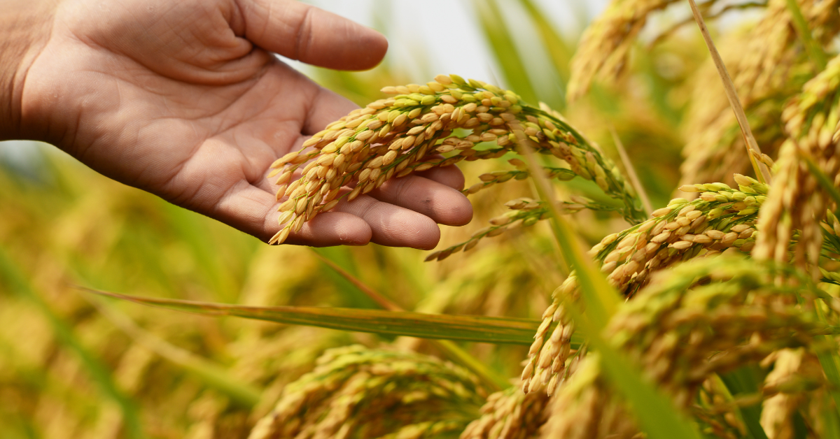 Which rice type is right for me? Decoding different varieties of rice!