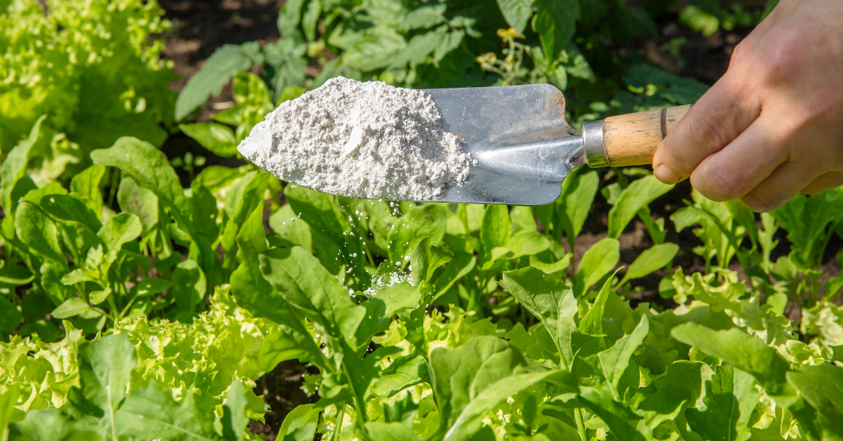 How to Use Diatomaceous Earth: A Natural All-Rounder