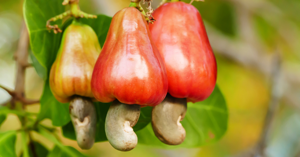 <h2>Why Cashews, Specifically?</h2>