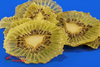 Kiwi Fruit Crisps 20g (Sussex Wholefoods)