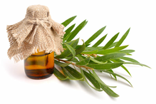 Tea Tree Oil Products