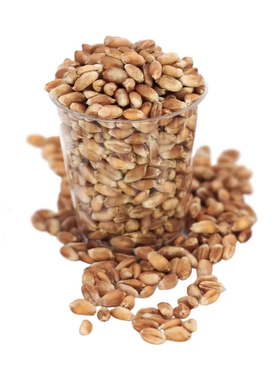Organic Wheat Grain 5kg (Aconbury Sprouts)