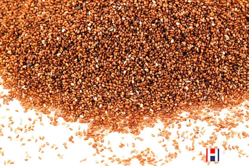 Organic Teff Grain, Gluten Free 1kg (Sussex Wholefoods) | Healthy Supplies