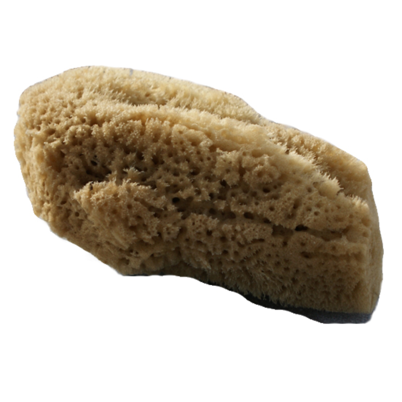 Organic Natural Baby Sea Sponge, Large (Beaming Baby)