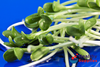 Sunflower Sprouting Seeds [Girasole] 50g (L