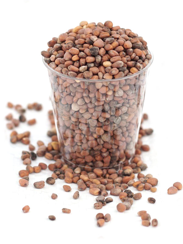 China Rose Radish Seeds, Organic 250g (Aconbury Sprouts)