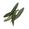Dried Olive Leaves 500g (Sussex Wholefoods)