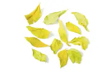 Curry Leaves 10g (Hampshire Foods)