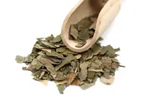 Gingko Biloba