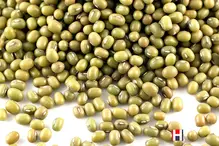 Mung Beans and Moong Dal