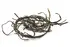 Organic Sea Spaghetti 100g (Sussex Wholefoods)