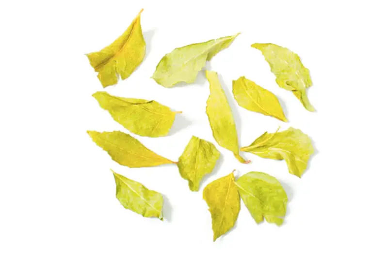Curry Leaves 10g (Hampshire Foods)
