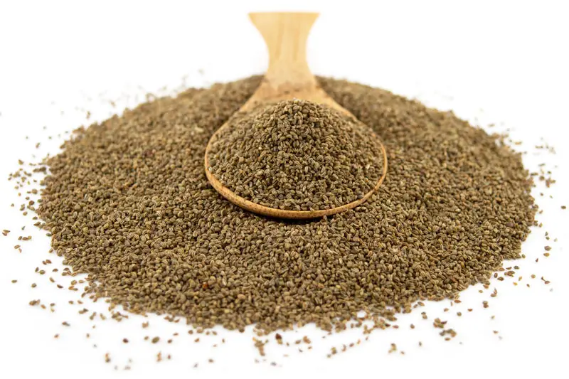 Organic Celery Seeds 1kg (Sussex Wholefoods)