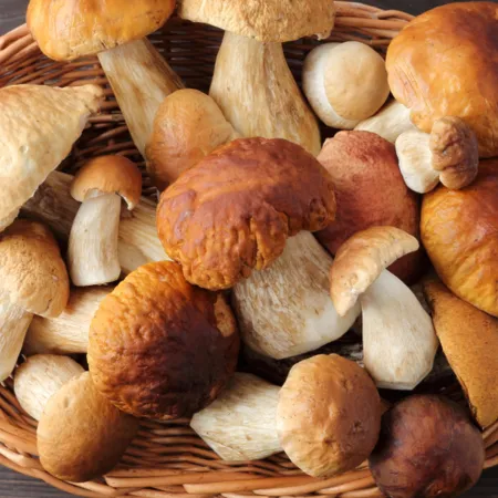 Make Room For Mushrooms!