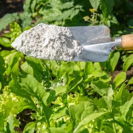 How to Use Diatomaceous Earth: A Natural All-Rounder