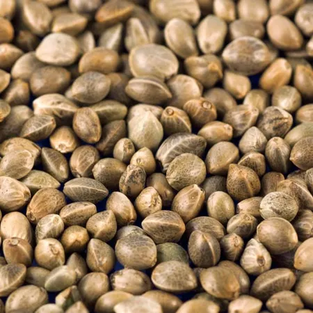 An introduction to Hemp – why is it so good for you?