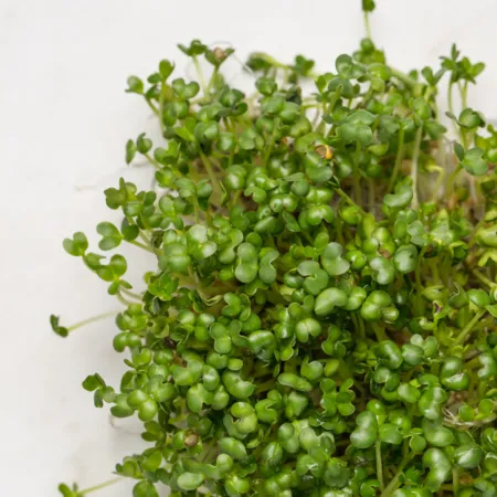 HOW TO USE SPROUTED SEEDS – 5 IDEAS TO GET YOU STARTED!