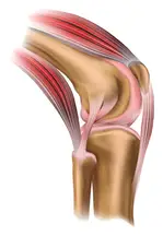 Joints & Muscle Support
