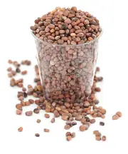 China Rose Radish, Organic 250g (Aconbury Sprouts)