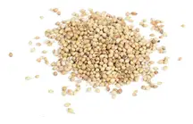 Whole Coriander Seed 100g (Hampshire Foods)