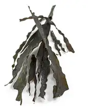 Organic Kombu Seaweed 100g (Sussex Wholefoods)
