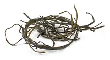 Sea Spaghetti